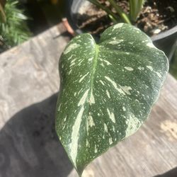 Rare Thai Constellation Monstera – Tropical Luxury for Your Home