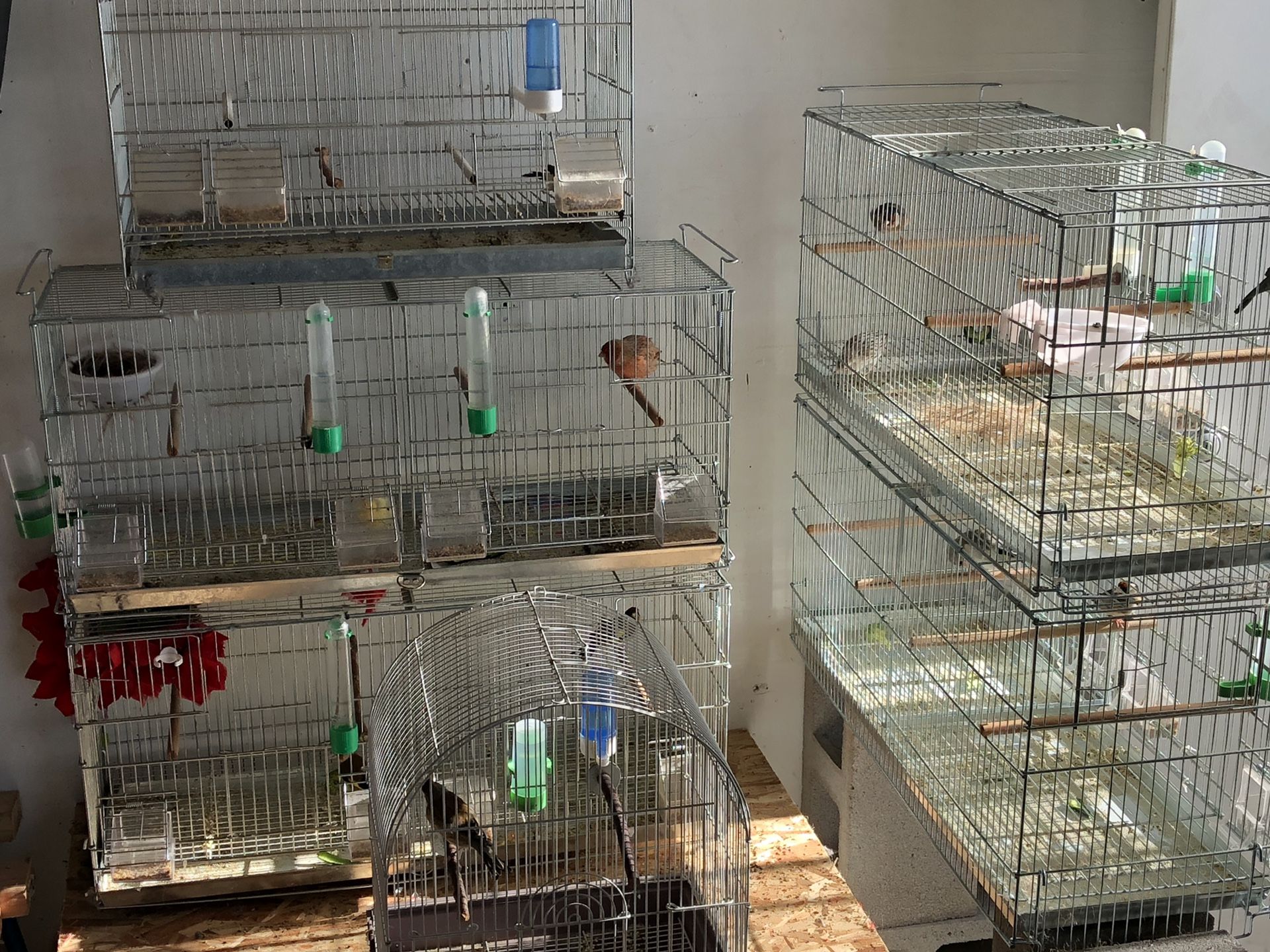 Cages, European Goldfinch , Himalayan finches