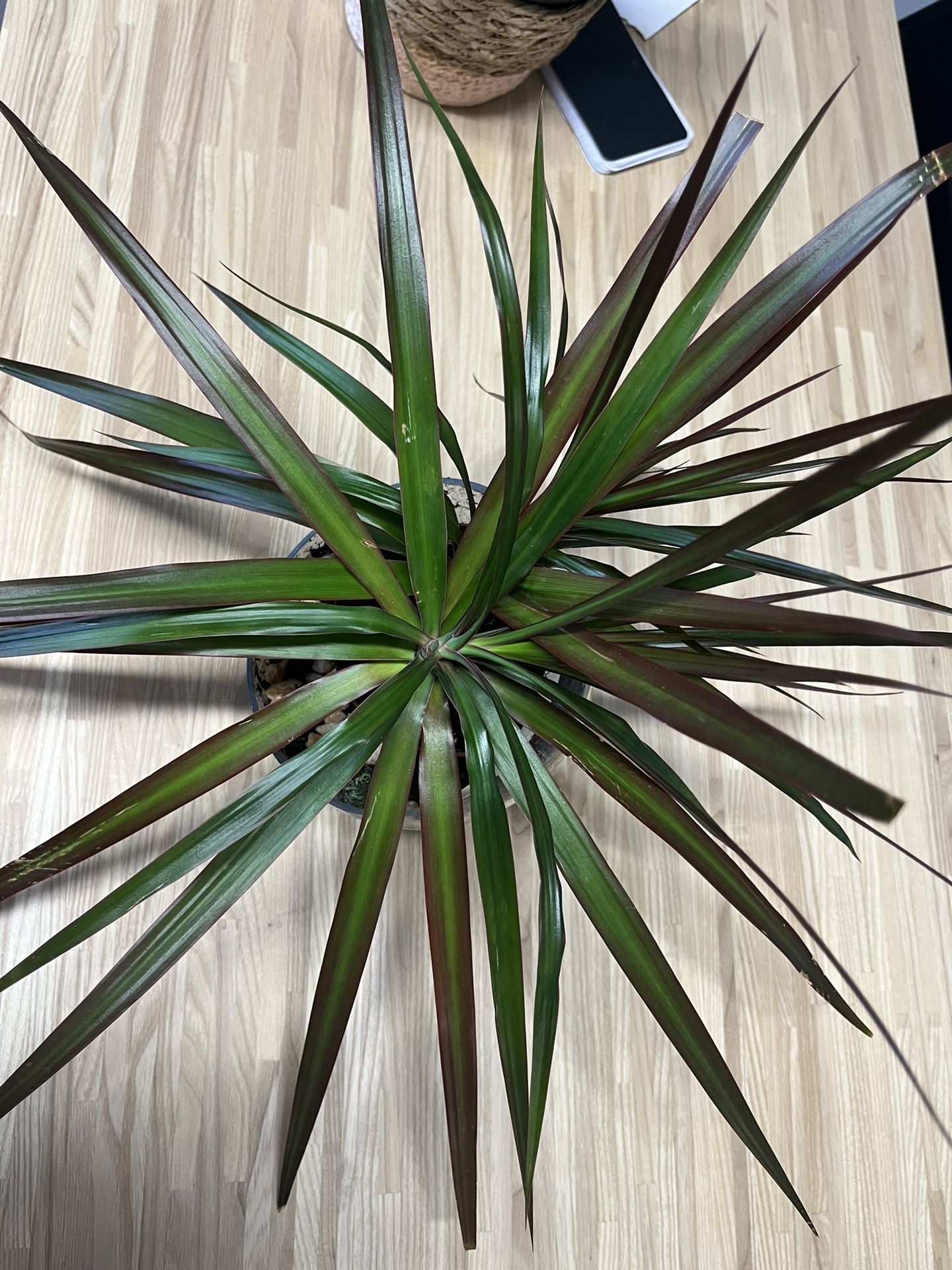 Red Edge Dracaena Live Plant With Pot