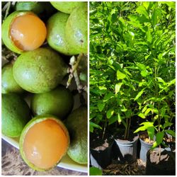 Guinep Trees In 3 Gallons Pot