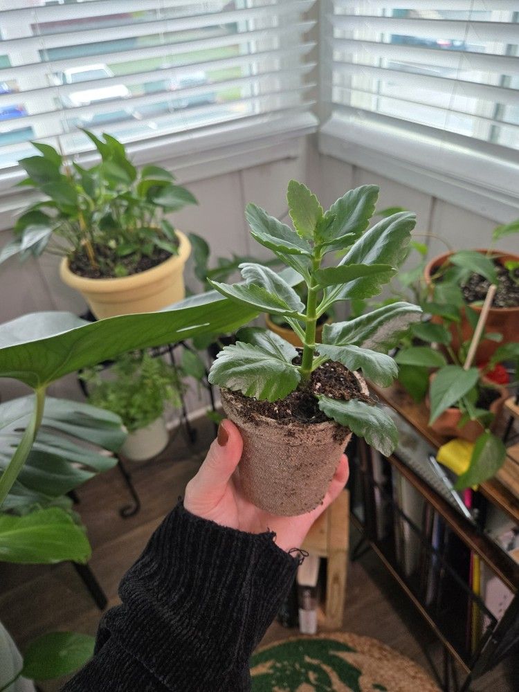 Kolanchoe Succulent 