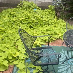Sweet potato vine