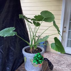 Elephant Ear Plant In Pot