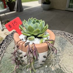 Cute Succulent 