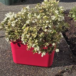 Small Bush