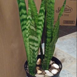 Snake- Mother in laws tongue house plant