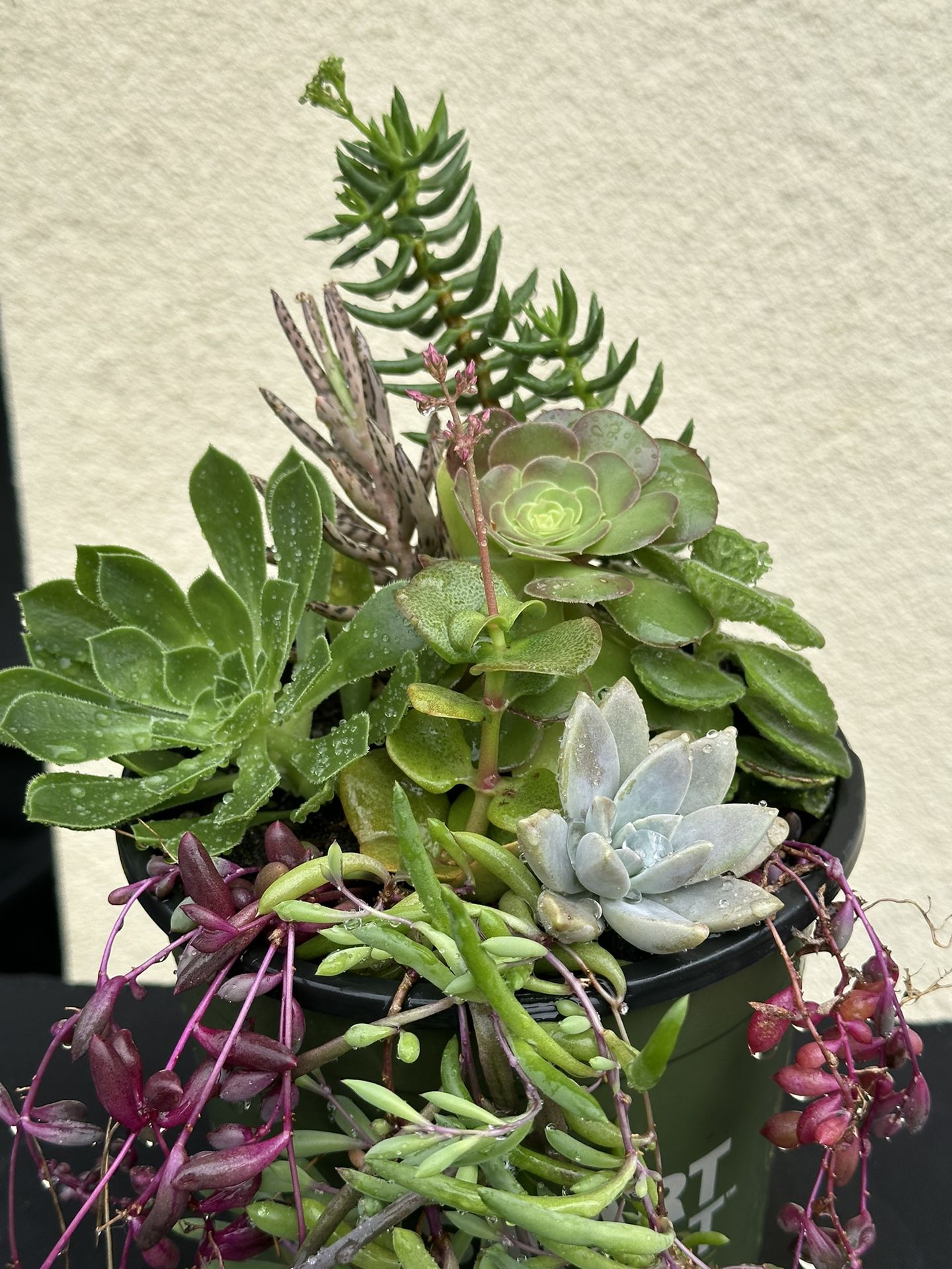 Assorted Succulent Plants 