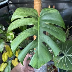 Monstera Jungle Mint NOID