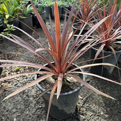 Cordyline