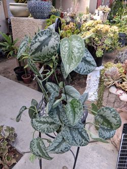 Scindapsus Pictus EXOTICA Plant $25