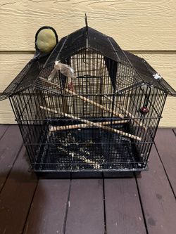 Bird Cage 