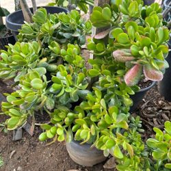 Jade Plant 