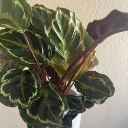 Calathea Medallion Plants