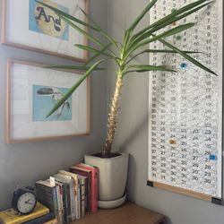 Yucca Plant In Ceramic Planter