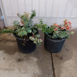 Succulents 12.00 Each Or Two For 20.00