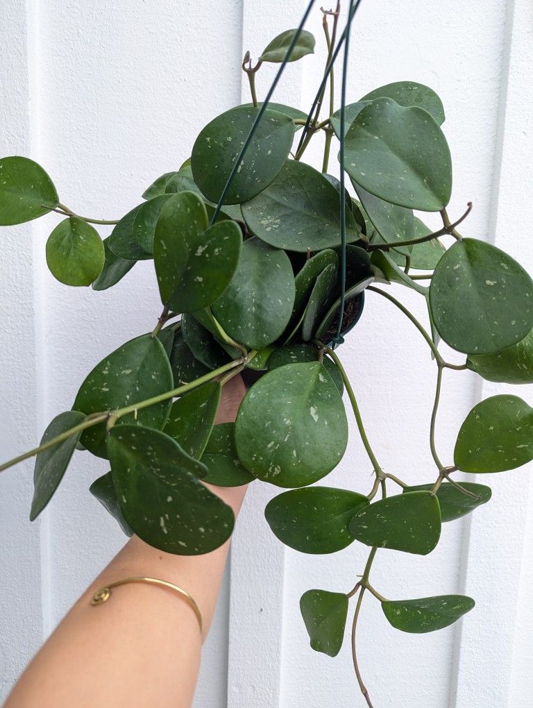 Hoya Obvata Splash Plant 6" Pot - Indoor House Plants