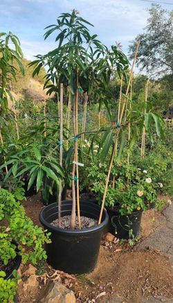 Mallika mango 25 gal pot