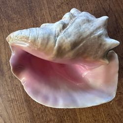 Seashell, Conch