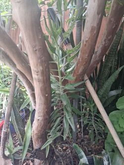 KALANCHOE  O MALA MADRE