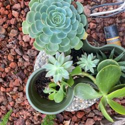 Plants Succulents 