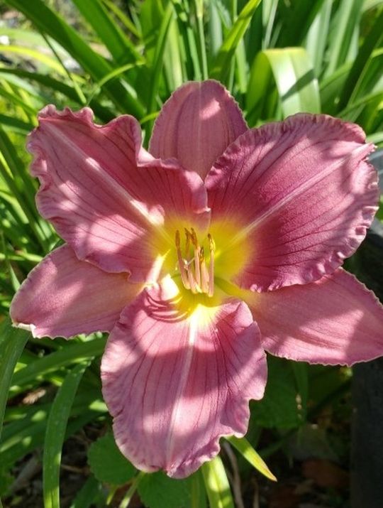 Day  Lily  Plant
