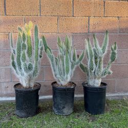 Prickly Pear Snow Cactus