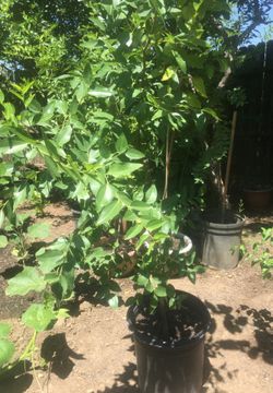 Jujube (Onab) Tree