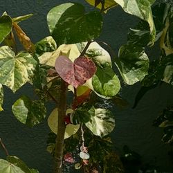 🌺 SEA MAHOE TREE (HIBISCUS TILIACEUS) – ROOTED CUTTINGS AVAILABLE! 