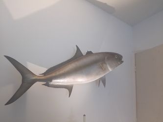  47" Amberjack Caught In Fort Lauderdale 