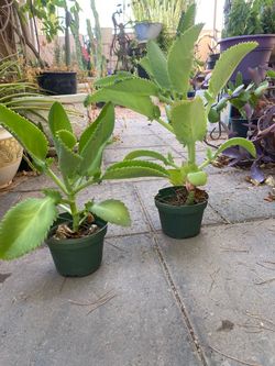 Mala Madre or Kalanchoe