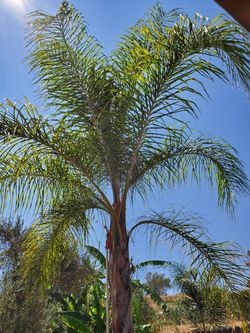 Palm Tree