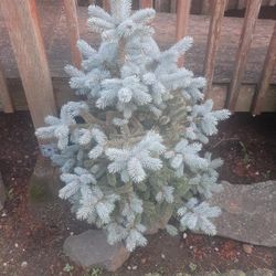 2 Blue Spruce Trees,  Beautiful 