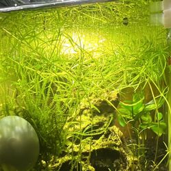 Aquatic Plants 