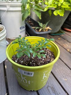 Curry leaf plant with indoor soil