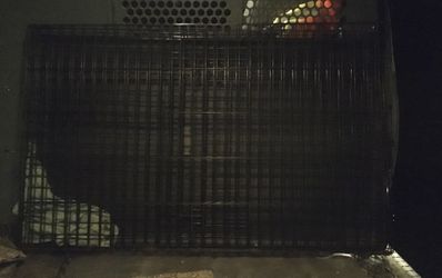 Large folding animal cage
