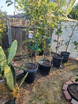 Dorsett Golden Apple Tree
