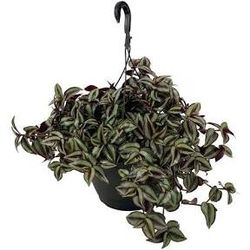 Wandering Jew in 6 inch Hanging Pot