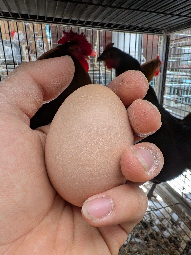 Miniature And Regular Farm Chicken Cage