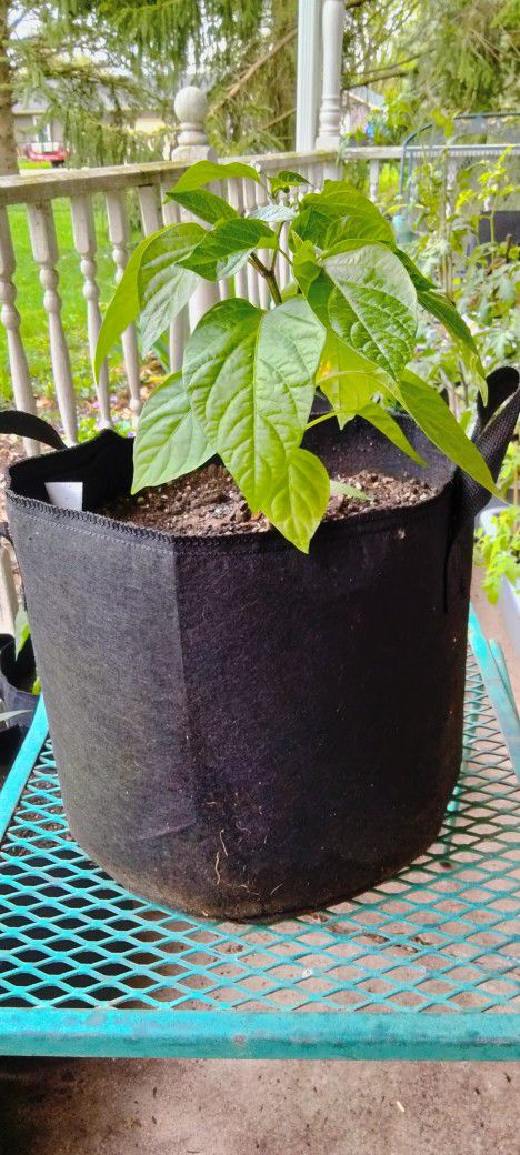 Poblanos Pepper Plant