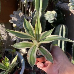 Agave lophantha quadricolor variegated exotic rare succulent plant cactus 4" pot
