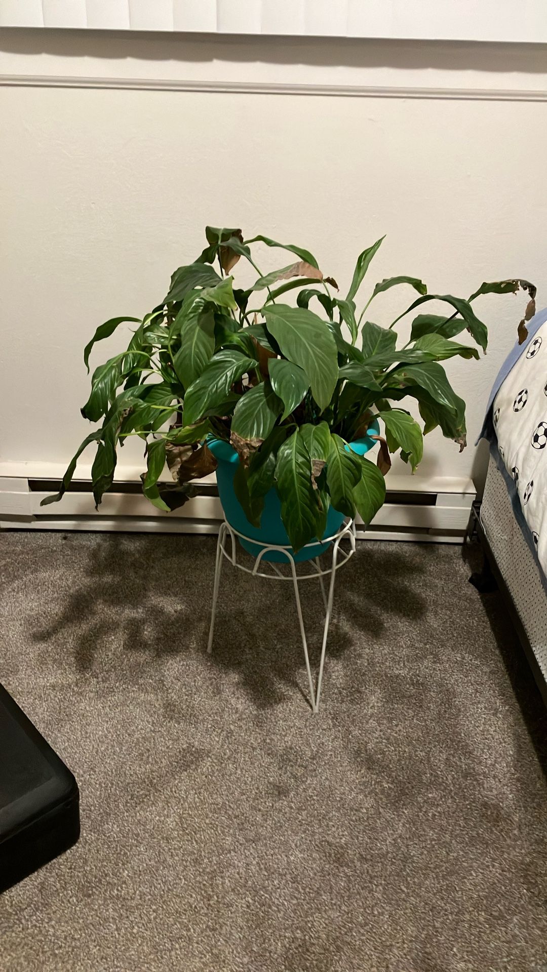 Peace Lily - SPATHIPHYLLUM