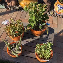A Variety Of Succulent Plants @ $5.00 Each