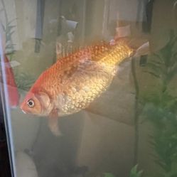 Large  Goldfish 