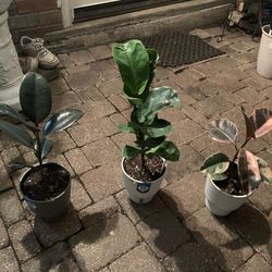15 dollar plants