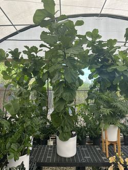 Ficus Fiddle Leaf.