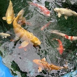 Japanese Koi’s 