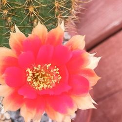 Terracotta Pot And Plant.