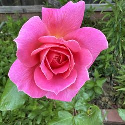 Pink Rose Plant