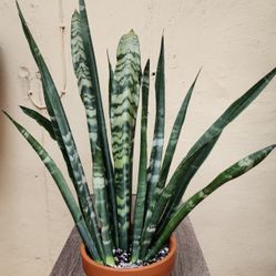 Black Coral Sansevieria