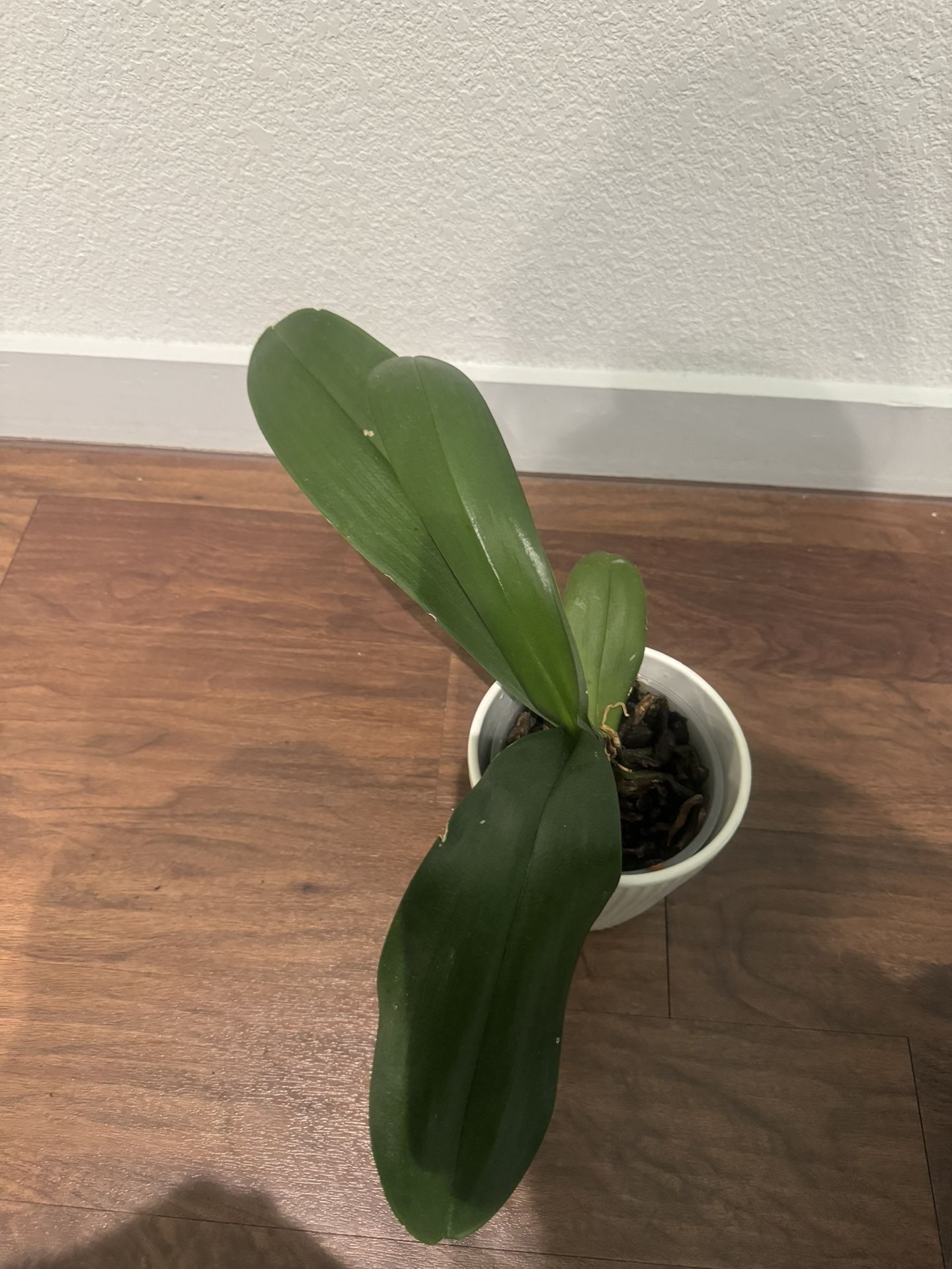 Natural Indoor Plants With Pot 🪴